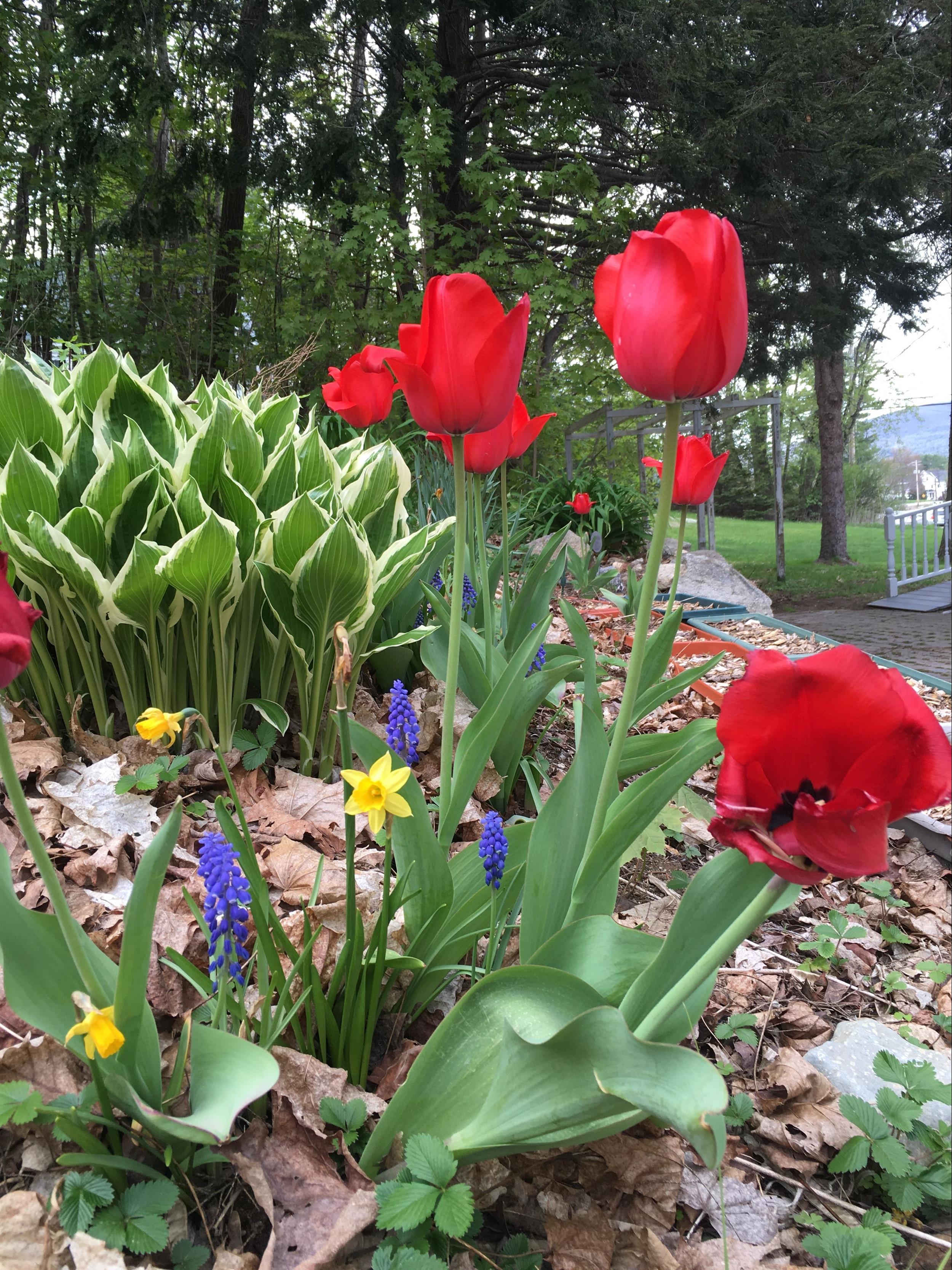 RED FLOWERS 