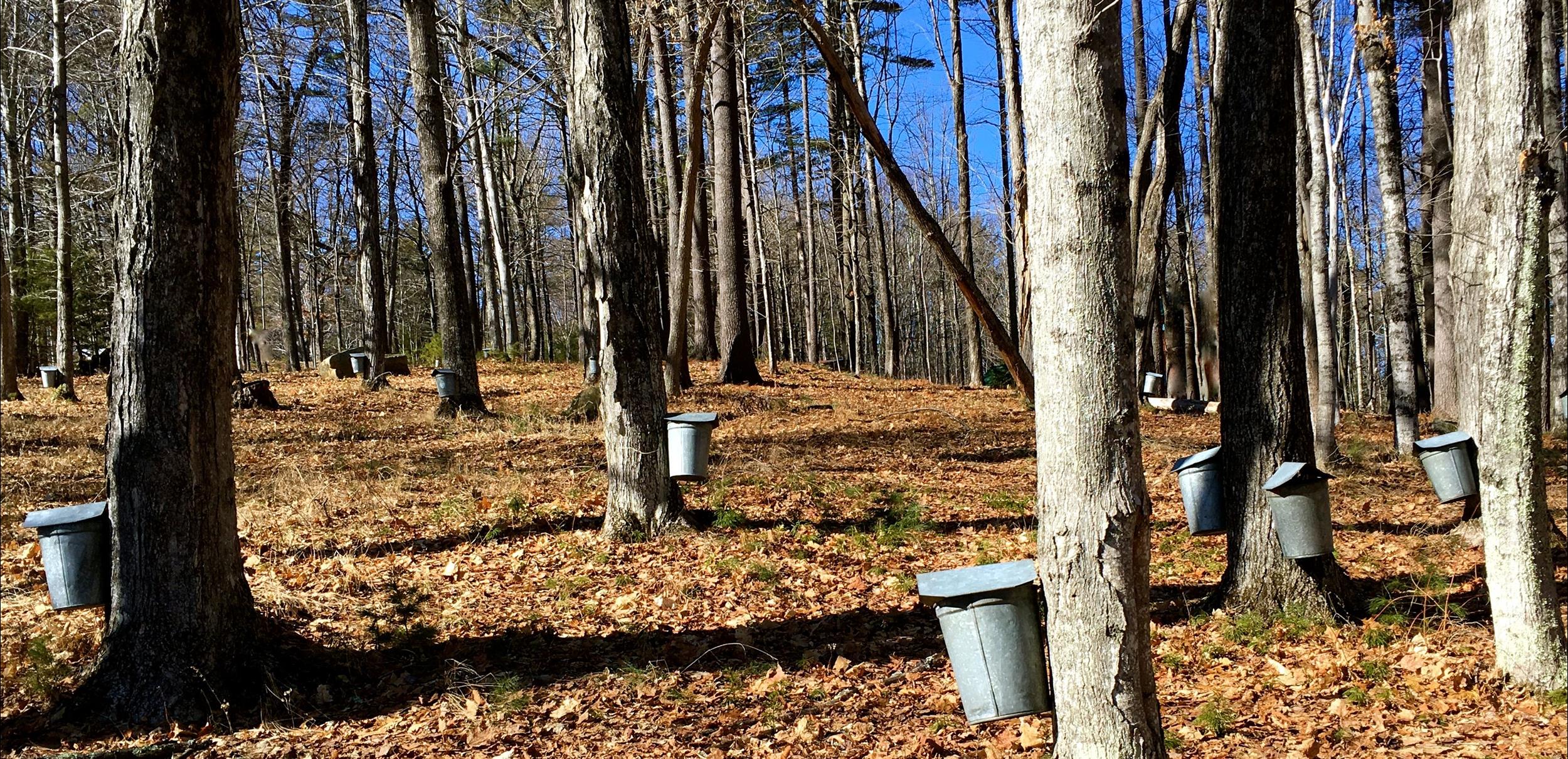 FOREST OF MAPLE TREES WITH MAPLE BEING DRAWN OUT